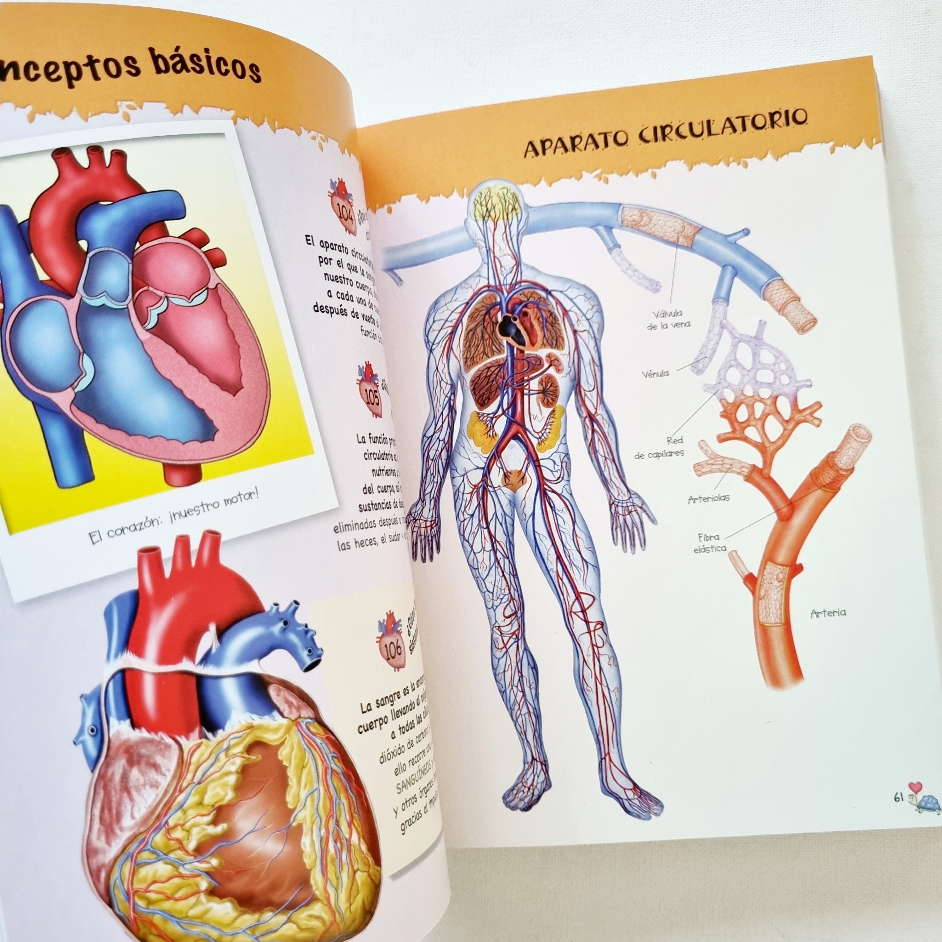 500 preguntas y respuestas sobre el cuerpo humano 500 preguntas y respuestas sobre el cuerpo humano